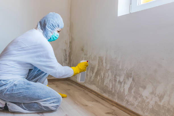 Licensed Mold Removal service in Hamilton, TX - WQB Mold Removal