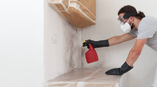 Professional Mold Removal technician working in Hamilton, TX