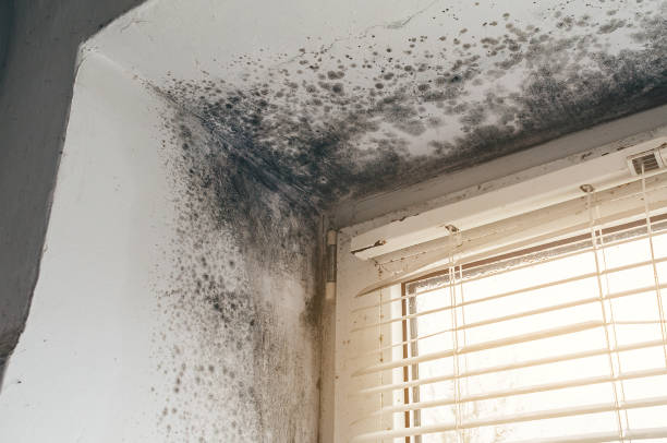Affordable Mold Removal solutions in Hamilton, TX